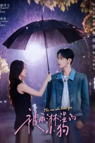 《被雨淋湿的小狗（80集）林秋一＆滕泽文（1080P）（夸克网盘）》短剧封面