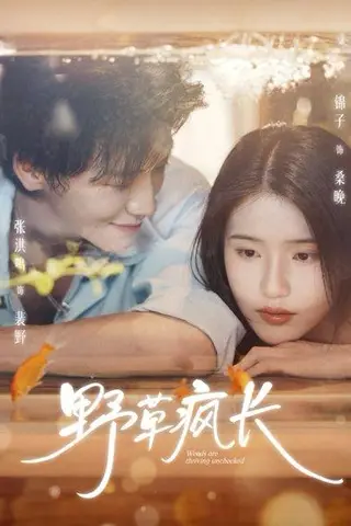 《野草疯长（71集）张洪鸣＆锦子》短剧封面