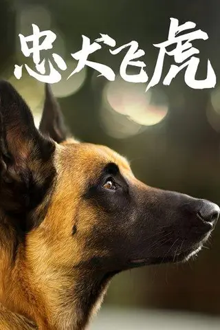 《忠犬飞虎》短剧封面