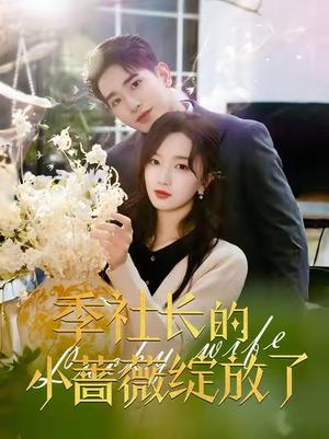 《季社长的小蔷薇绽放了(60集)王浩翔&郭知爻(夸克网盘)》短剧封面