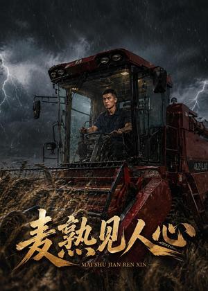 《麦熟见人心(41集)AI短剧(夸克网盘)》短剧封面
