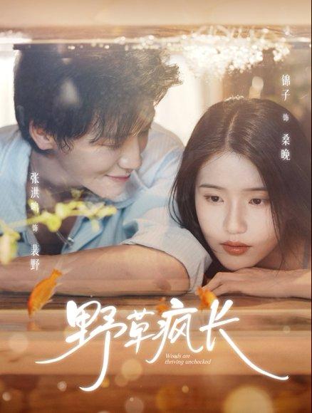 《野草疯长(71集)张洪鸣&锦子》短剧封面