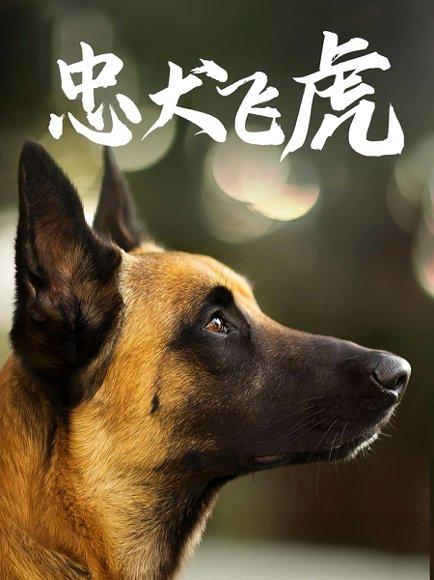 《忠犬飞虎》短剧封面